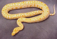 My Albino Burmese Python
