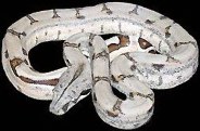 Albino Boa