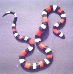 pueblan milk snake